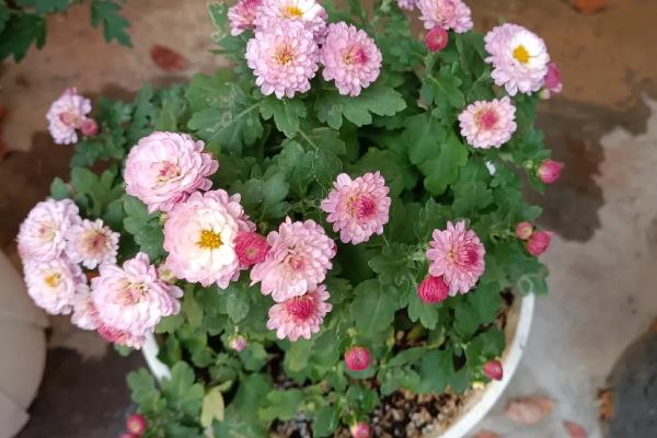 家里养菊花的风水，寓意富贵发财、多福多寿