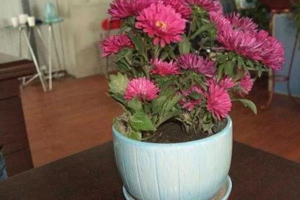 家里养菊花的风水，寓意富贵发财、多福多寿