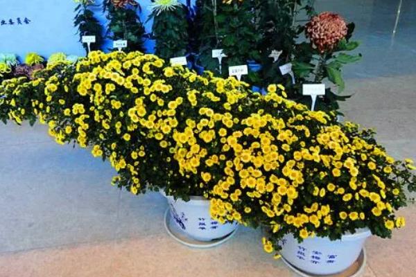 家里养菊花的风水，寓意富贵发财、多福多寿