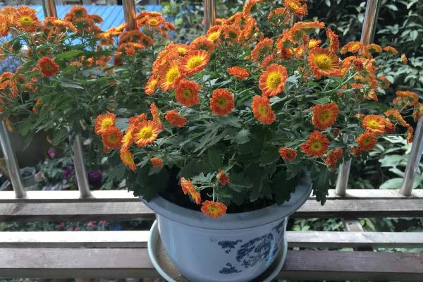 家里养菊花的风水，寓意富贵发财、多福多寿