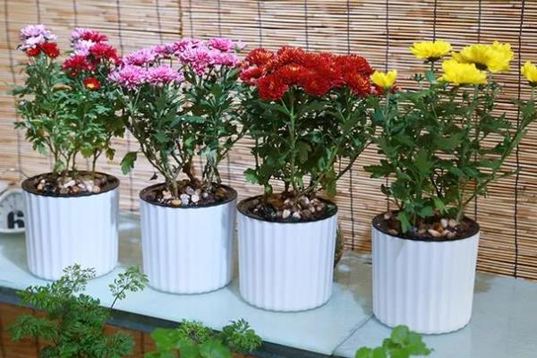 家里养菊花的风水，寓意富贵发财、多福多寿