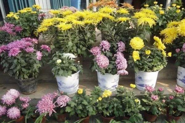 家里养菊花的风水，寓意富贵发财、多福多寿