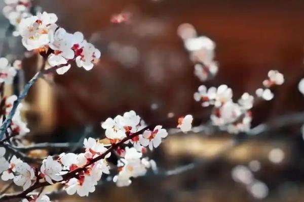 杏花的开放时间，一般为每年3-4月份