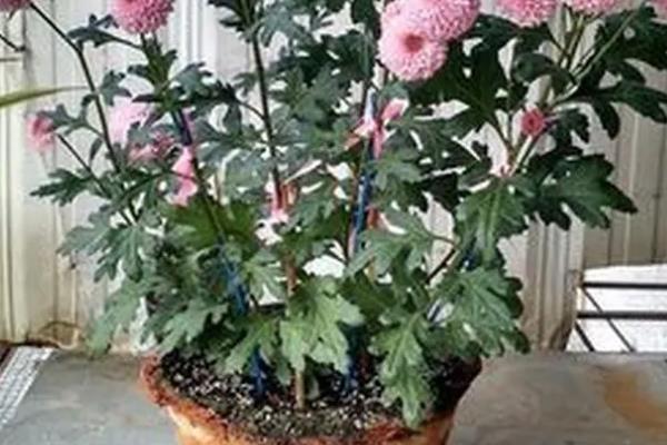 家里养菊花的风水，寓意富贵发财、多福多寿