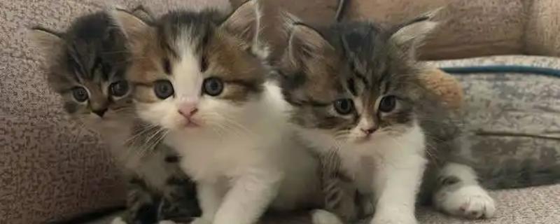 一个月的小猫吐了的原因，可能是消化不良所致