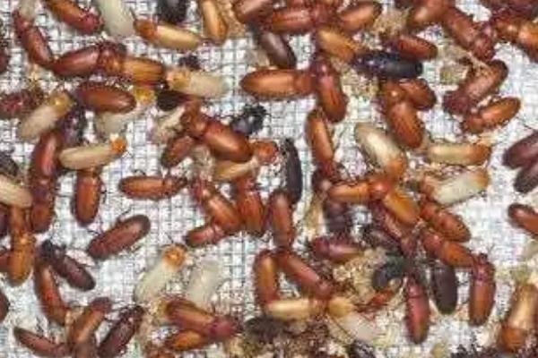 黄粉虫成虫产卵的管理方法,首先要准备网纱箱和养殖箱