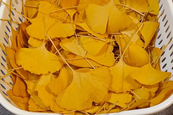 银杏的花朵外观，在叶腋间呈簇状分布