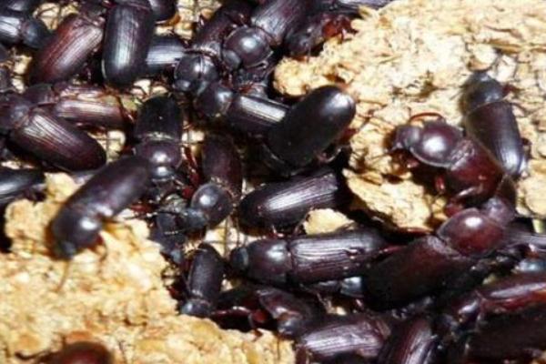 黄粉虫成虫产卵的管理方法,首先要准备网纱箱和养殖箱