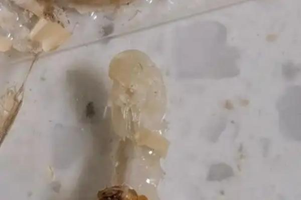 黄粉虫成虫产卵的管理方法,首先要准备网纱箱和养殖箱