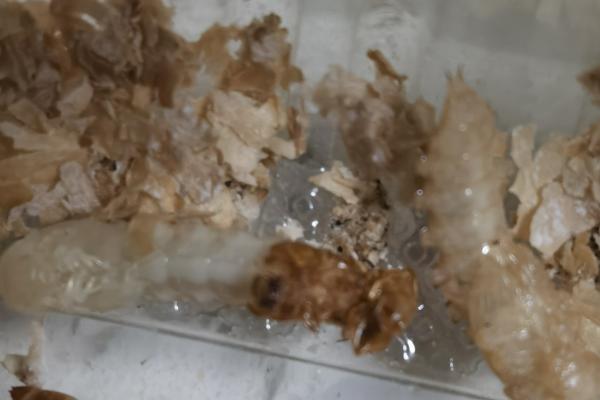 黄粉虫成虫产卵的管理方法,首先要准备网纱箱和养殖箱