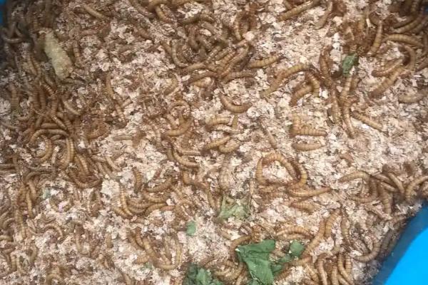 黄粉虫成虫产卵的管理方法,首先要准备网纱箱和养殖箱