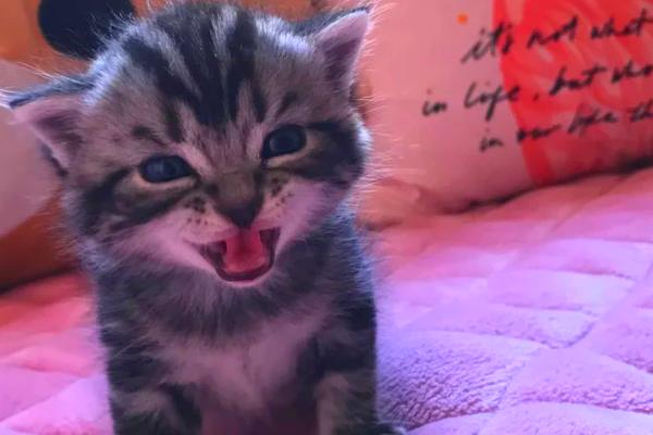一个月的小猫吐了的原因，可能是消化不良所致