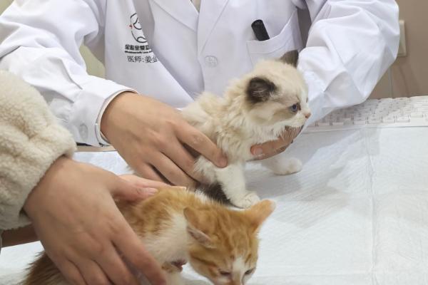 一个月的小猫吐了的原因，可能是消化不良所致