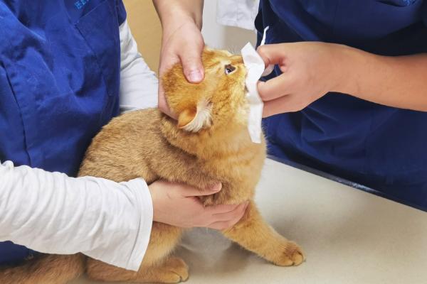 一个月的小猫吐了的原因，可能是消化不良所致