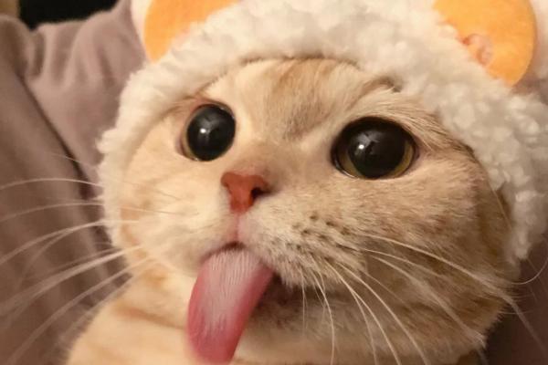 一个月的小猫吐了的原因，可能是消化不良所致