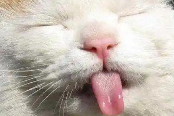 一个月的小猫吐了的原因，可能是消化不良所致