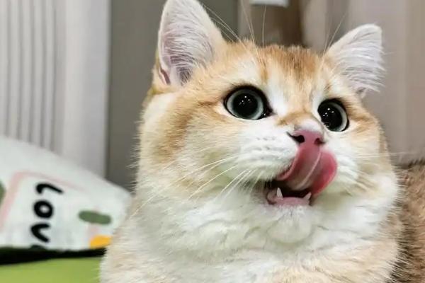 一个月的小猫吐了的原因，可能是消化不良所致