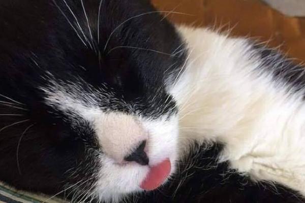 一个月的小猫吐了的原因，可能是消化不良所致