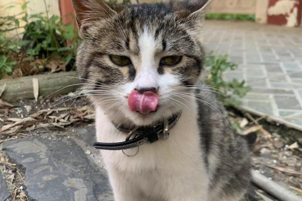 一个月的小猫吐了的原因，可能是消化不良所致