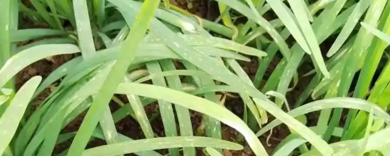 棚室韭菜灰霉病怎样防治，中午需进行通风降温、降湿