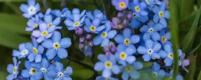 星辰花的花语是什么，寓意永恒的爱、不变的心等