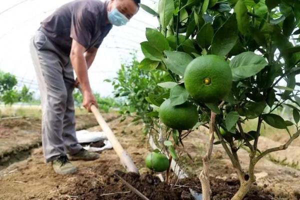 柑橘过多久才挂果，种植后经过3-5年左右会结出果实