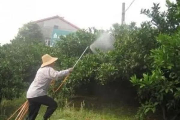 柑橘过多久才挂果，种植后经过3-5年左右会结出果实