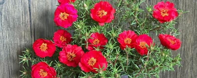 太阳花的开放时间，花期一般为6-9月份