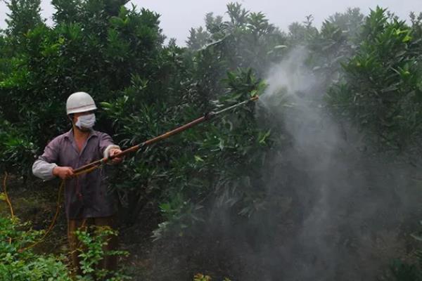 柑橘过多久才挂果，种植后经过3-5年左右会结出果实