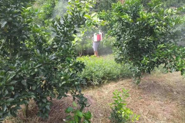 柑橘过多久才挂果，种植后经过3-5年左右会结出果实