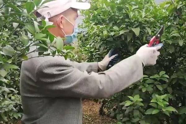 柑橘过多久才挂果，种植后经过3-5年左右会结出果实