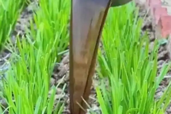 棚室韭菜灰霉病怎样防治，中午需进行通风降温、降湿