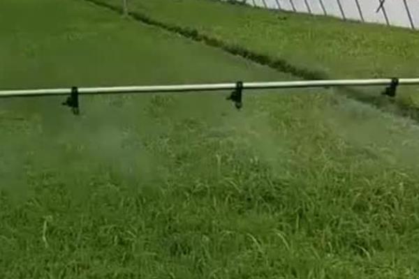 棚室韭菜灰霉病怎样防治，中午需进行通风降温、降湿