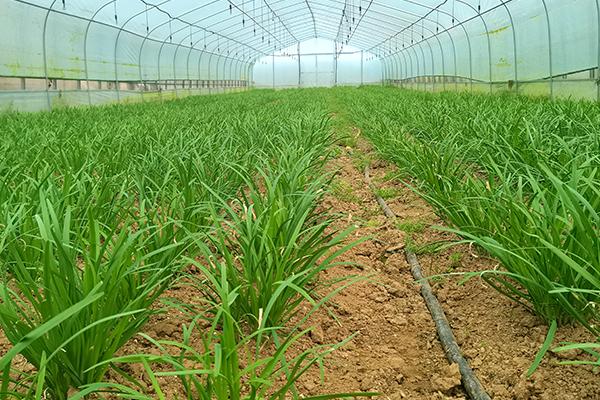 棚室韭菜灰霉病怎样防治，中午需进行通风降温、降湿
