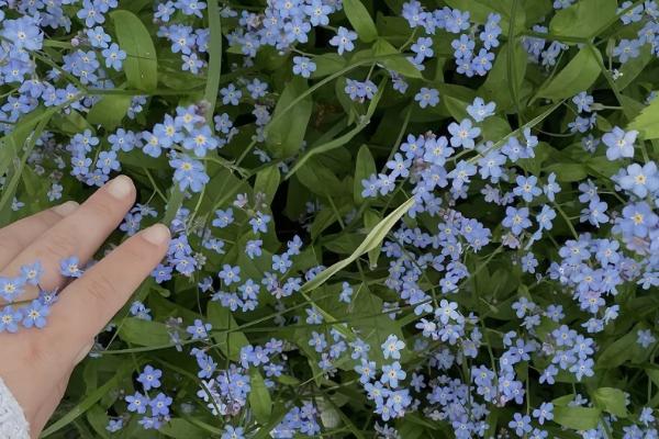 星辰花的花语是什么，寓意永恒的爱、不变的心等