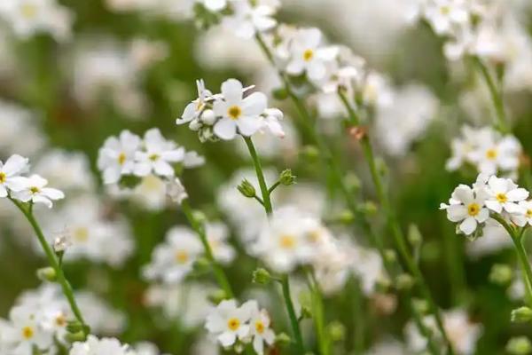 星辰花的花语是什么，寓意永恒的爱、不变的心等