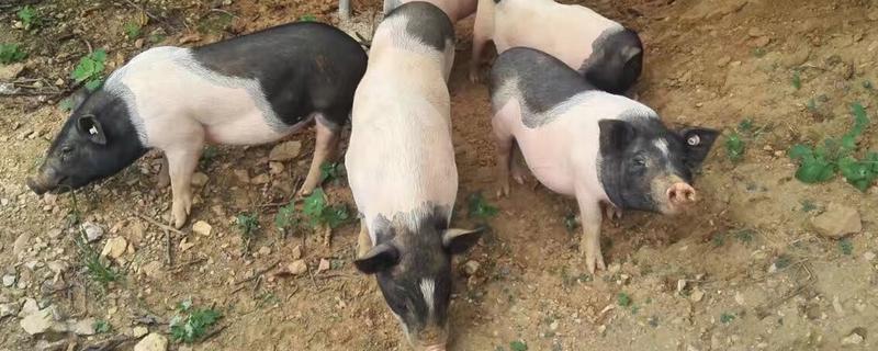 农村有哪些有前景的养殖项目，香猪、肉鸽、竹鼠都是不错的选择