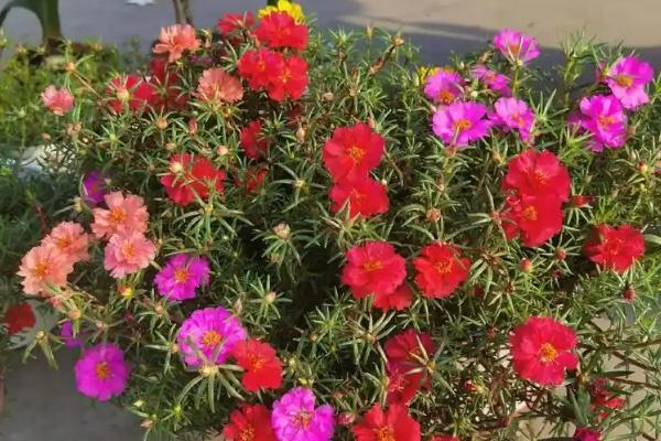 太阳花的开放时间，花期一般为6-9月份