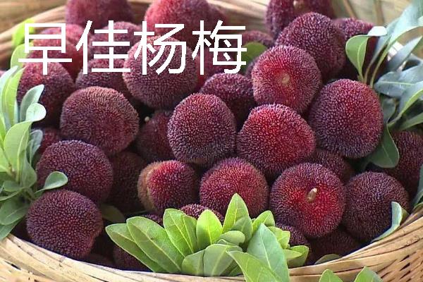 杨梅苗的价格，各地区的售价有区别