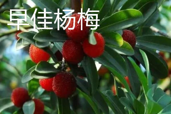 杨梅苗的价格，各地区的售价有区别