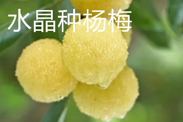 杨梅苗的价格，各地区的售价有区别