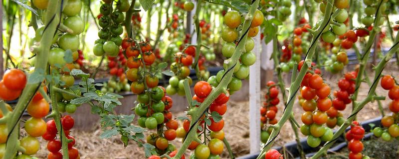 番茄的生长习性，最适生长温度20-25℃
