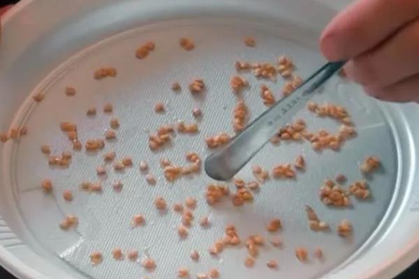 番茄的生长习性，最适生长温度20-25℃