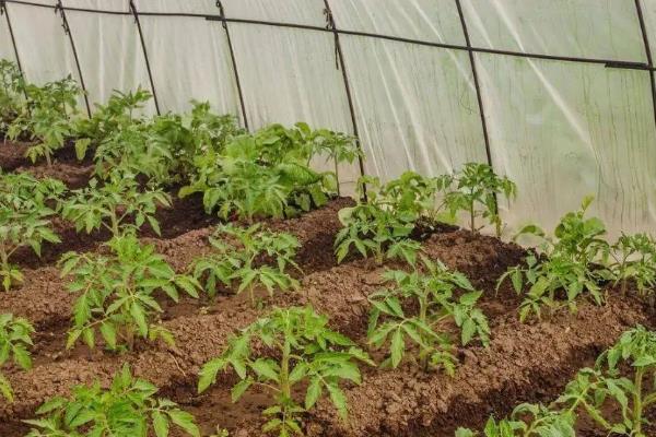 番茄的生长习性，最适生长温度20-25℃