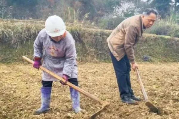 番茄的生长习性，最适生长温度20-25℃