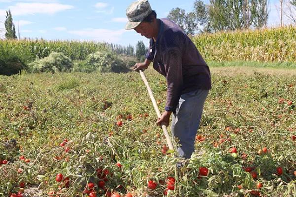 番茄的生长习性，最适生长温度20-25℃