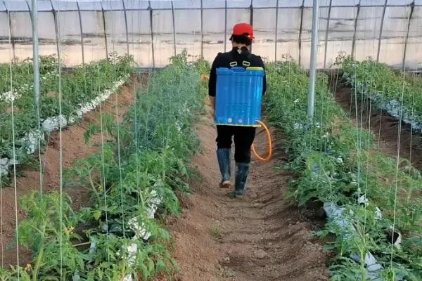 番茄的生长习性，最适生长温度20-25℃