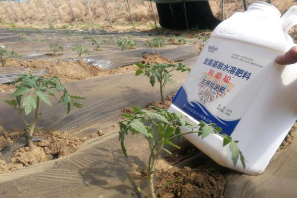 番茄的生长习性，最适生长温度20-25℃