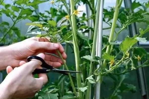 番茄的生长习性，最适生长温度20-25℃