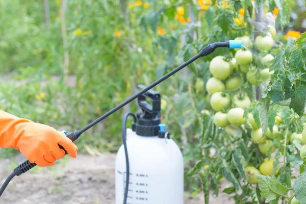 番茄的生长习性，最适生长温度20-25℃